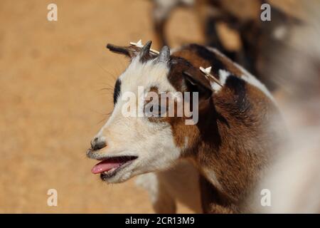 Cute baby Goat bleat nel Parco Zoo. Il pigmeo americano è una razza americana del capra di Acondroplastica che è anche conosciuta come pigmeo o pigmeo africano. Foto Stock