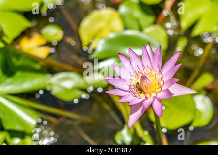 Vista dall'alto ape sul fiore rosa di loto nello stagno. Ape stanno raccogliendo per nettare da polline di giglio di acqua. Foto Stock