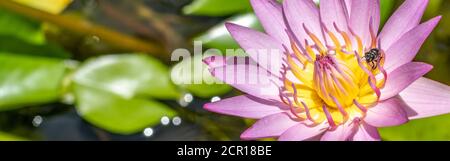 Panorama ape su fiore rosa di loto in stagno. Ape stanno raccogliendo per nettare da polline di giglio di acqua. Foto Stock
