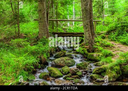 Torrente Kleine Ohe nella Foresta Bavarese Foto Stock