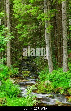 Torrente Kleine Ohe nella Foresta Bavarese Foto Stock