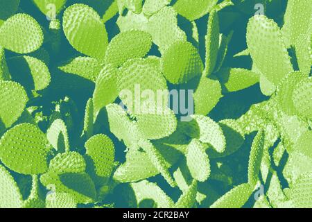 Colori al neon luminosi si sovrappongono alle piante di cactus dell'orecchio coniglioso Foto Stock