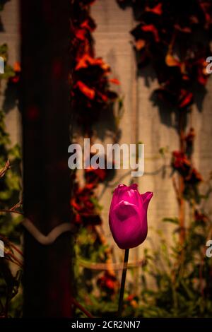 Un singolo tulipano rosso dietro una Rusty Metal Fence con Un muro coperto di Ivy morto dietro di esso Foto Stock