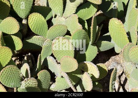 Primo piano su piante di cactus dell'orecchio coniglioso che crescono alla luce del sole. Foto Stock