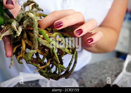 Orchidea repotante con radici nella mano della donna Foto Stock