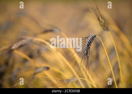 Emer nero (Triticum dicoccum), anch'esso a due grani, una delle più antiche specie di grano coltivato, spighe di grano in un campo di grano, Baden-Württemberg, Foto Stock