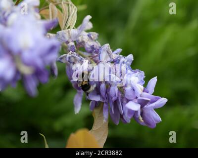 Bumblebee su una pianta di glicine Foto Stock