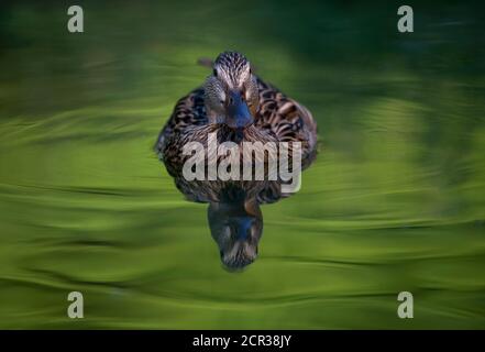 Femmina mallard (Anas plathyrhynchos), nuota in acqua, Baden-Württemberg, Germania Foto Stock