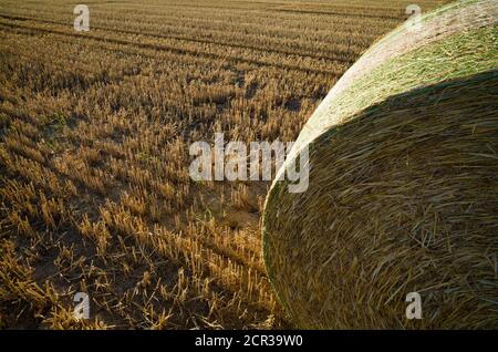 Balle di paglia pressate, terreno stoppie, campo di grano raccolto, Baden-Württemberg, Germania Foto Stock