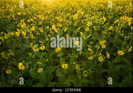 Streaky Silphie (Silphium perfoliatum L.), centrale energetica per biogas, Waiblingen, Baden-Württemberg, Germania Foto Stock