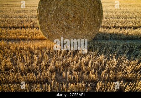 Balle di paglia pressate, terreno stoppie, campo di grano raccolto, Baden-Württemberg, Germania Foto Stock