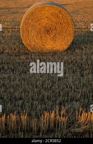 Balle di paglia pressate, terreno stoppie, campo di grano raccolto, Baden-Württemberg, Germania Foto Stock