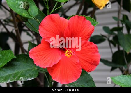 ibisco rosso brillante in piena fioritura Foto Stock