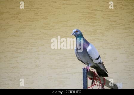 Pigeon seduto sulla ringhiera con copyspace sul lato Foto Stock