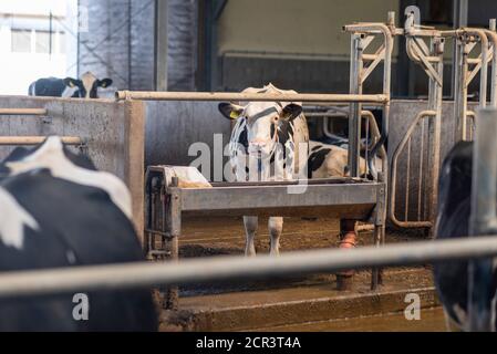 Germania, Sassonia-Anhalt, Hamersleben, una mucca da latte (Bos taurus) si trova nella stalla Foto Stock