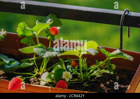 La casa non coltivata ha allevato fragole fresche nella pentola sul rami vista ravvicinata in estate luce solare Foto Stock