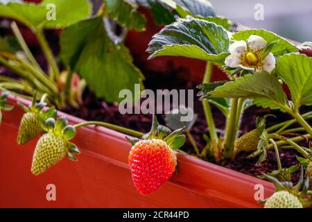 La casa non coltivata ha allevato fragole fresche nella pentola sul rami vista ravvicinata in estate luce solare Foto Stock