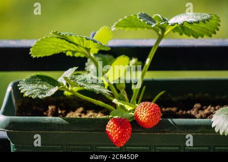 La casa non coltivata ha allevato fragole fresche nella pentola sul rami vista ravvicinata in estate luce solare Foto Stock