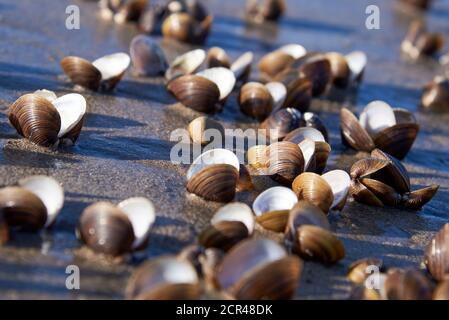 Cozze d'acqua dolce aperte nella sabbia sulla spiaggia del Reno Foto Stock