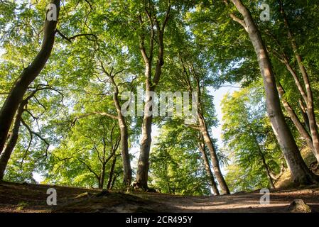 Germania, Meclemburgo-Pomerania occidentale, Sassnitz, antica faggeta nel Parco Nazionale di Jasmund, Patrimonio dell'Umanità dell'UNESCO, Mar Baltico Foto Stock