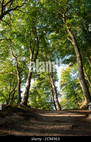 Germania, Meclemburgo-Pomerania occidentale, Sassnitz, antica faggeta nel Parco Nazionale di Jasmund, Patrimonio dell'Umanità dell'UNESCO, Mar Baltico Foto Stock