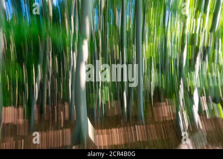 Germania, Meclemburgo-Pomerania occidentale, Sassnitz, antica faggeta nel Parco Nazionale di Jasmund, patrimonio naturale dell'UNESCO, astratto, strofinamento Foto Stock