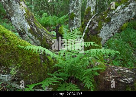 Fern cresce dal tronco di un antico salice nel mezzo di un bosco di nocciole sulle pendici del Puy de Dome in Alvernia. Foto Stock