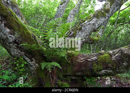 Fern cresce dal tronco di un antico salice nel mezzo di un bosco di nocciole sulle pendici del Puy de Dome in Alvernia. Foto Stock