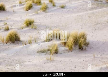 Paesaggio di dune a Cap Frehel Bretagna, Francia. Foto Stock