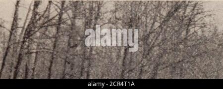 . Rivista dei dipendenti di Baltimora e Ohio . ^ un tregua. Zia Maria. P. S. Alister Editor, ci auguriamo che tu anyour folks, incluso il tuo Immejiatefambly un tutti i tuoi figli gran willget fino al gioco in tempo per vedere Ezra gitthat nastro rosso legato intorno al suo Adamsapple. Ma io vi dico proprio qui thatit non sarà diventato in a-alto a Ezra, Causehes ha avuto capelli rossi. Una bella tratta di tradk su Sezione 36, Rockville, MD., Baltimore Division Foto Stock