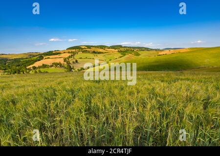 Europa, Italia,Pienza, Monticchiello, Toscana, Paesaggio Toscano, Cipressi di Monticchiello, Provincia di Siena, Foto Stock