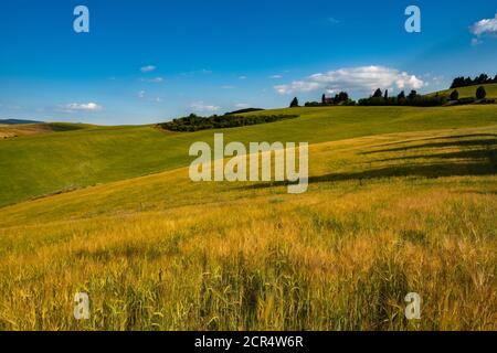 Europa, Italia,Pienza, Monticchiello, Toscana, Paesaggio Toscano, Cipressi di Monticchiello, Provincia di Siena, Foto Stock