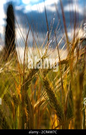 Europa, Italia,Pienza, Monticchiello, Toscana, Paesaggio Toscano, Cipressi di Monticchiello, Provincia di Siena, Foto Stock