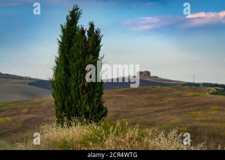 Europa, Italia, San Quirico, Toscana, Paesaggio Toscano, Cipressi di San Quirico d'Orcia, Provincia di Siena, Foto Stock