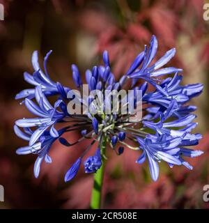 Agapanthus cieli africani fiorire in primavera Foto Stock