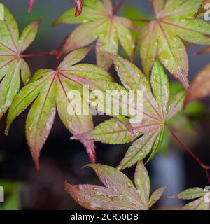 Acer palmatum aka Shigitatsu Sawa (Beni Shigitatsu Sawa) Foto Stock