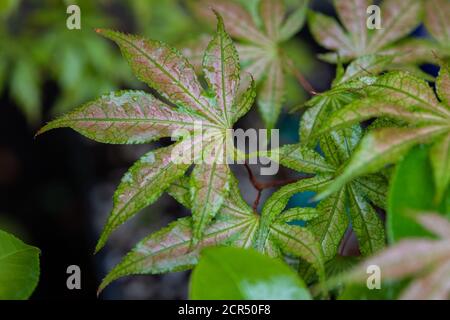 Acer palmatum aka Shigitatsu Sawa (Beni Shigitatsu Sawa) Foto Stock