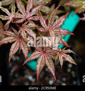 Acer palmatum Olsens Frosted fragola in estate Foto Stock