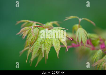 Anche la crescita primaverile dell'Acer Palmatum Sango kaku lo sa Come acero di corteccia di Corallo (ex Senkaki) Foto Stock