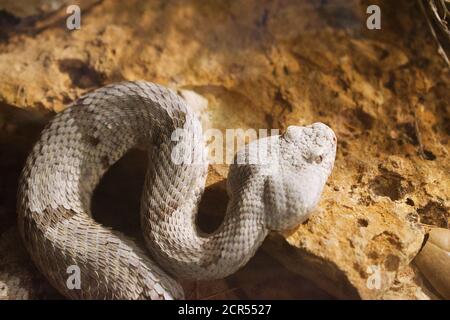 Primo piano su serpente a strisce bianche e tan in un recinto zoo Foto Stock