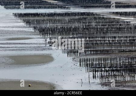 Allevamento di cozze nella baia di Fresnaye a Cap Frehel, Francia. Foto Stock