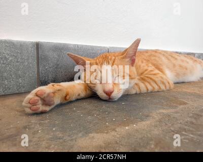 Rilassato gatto zenzero dormire dolcemente sul pavimento in cemento, primo piano Foto Stock