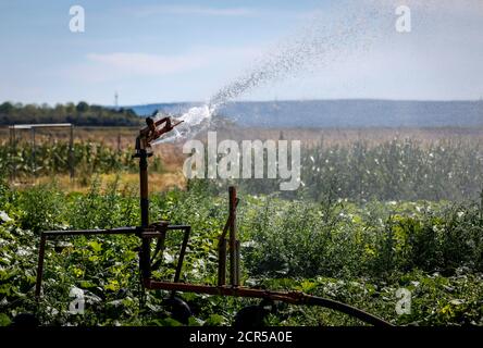 Inden, Nord Reno-Westfalia, Germania - Gemuesefeld è irrigato quando è asciutto. Foto Stock