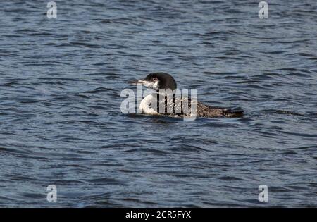 Un loon comune galleggia sulle acque blu di un lago del Wisconsin settentrionale. Foto Stock