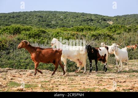 Dipkarpaz, Repubblica Turca di Cipro del Nord, Cipro - capre sulla penisola di Karpaz Foto Stock