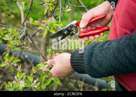 Potatura alberi di mela, azienda di coltivazione di frutta Schumacher Foto Stock