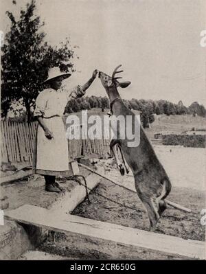. I parchi giochi del Canada; un breve trattato sulle località turistiche, di pesca e di caccia raggiunto dal Grand Trunk Railway System . Dinto tale popolarità negli ultimi anni, è noto da acomparately pochi solo che esiste a portata di mano un conserveas che era - Messo da parte dal governo provinciale dell'Ontario, solo per la delezione dell'umanità, dove i veri sportivi sono accolti e dove la pesca non è solo in nome, ma dove la più giocosa di branzino, trote speckled e trote di salmone si accecano in numeri buoni. Dove i laghi e i fiumi possiedono una bellezza propria: Un salice Foto Stock