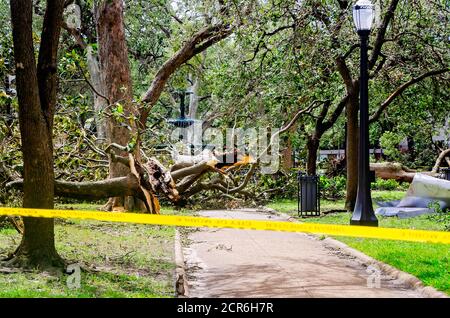 Un albero caduto blocca la fontana a Bienville Square, che è chiuso a causa di danni da Hurricane Sally, 17 settembre 2020, a Mobile, Alabama. Foto Stock