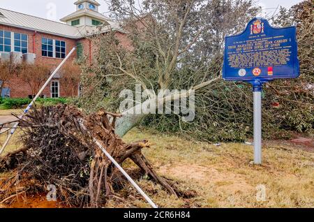 Un albero è sradicato a Palafox Pier dopo l'uragano Sally, 18 settembre 2020, a Pensacola, Florida. Foto Stock