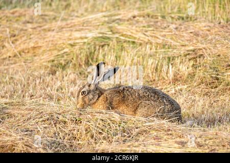 Germania, bassa Sassonia, Juista, lepre europea (Lepus europaeus), chiamato lepre per breve, mammifero della famiglia dei conigli (Leporidae). Foto Stock